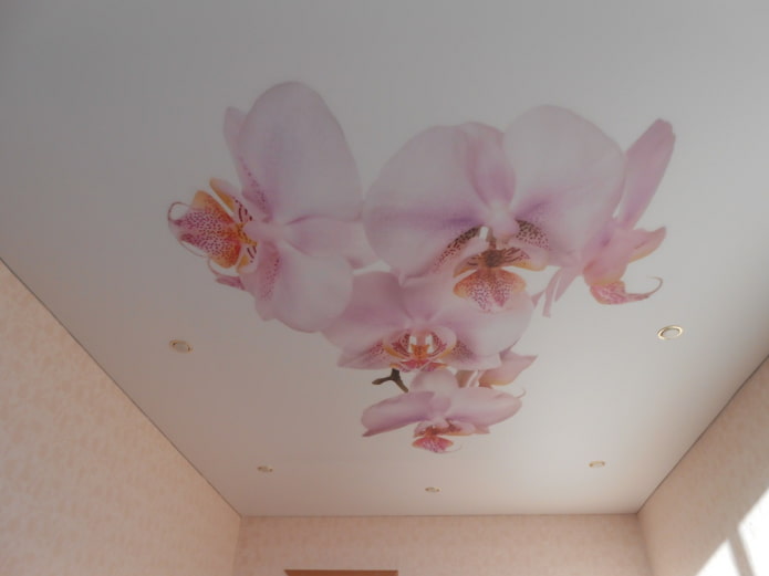 stretch canvas with the image of an orchid stretch canvas with the image of an orchid