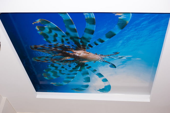 stretch canvas with photo printing underwater world stretch canvas with photo printing underwater world