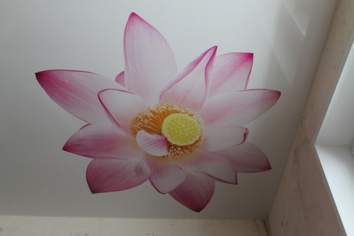 stretch canvas with the image of a lotus stretch canvas with the image of a lotus