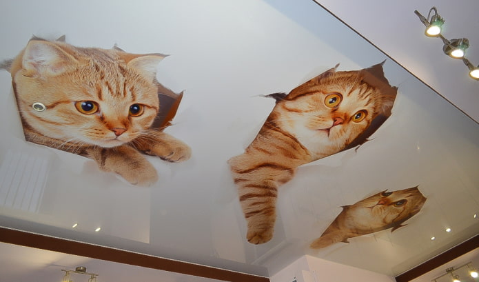 ceiling with a picture of kittens ceiling with a picture of kittens