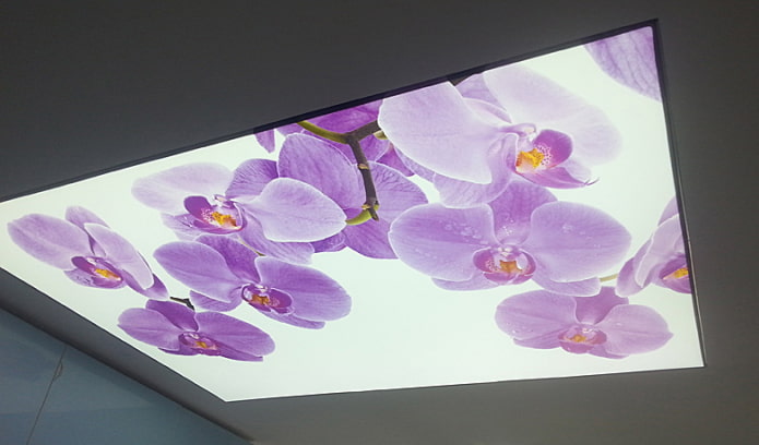 orchid ceiling orchid ceiling