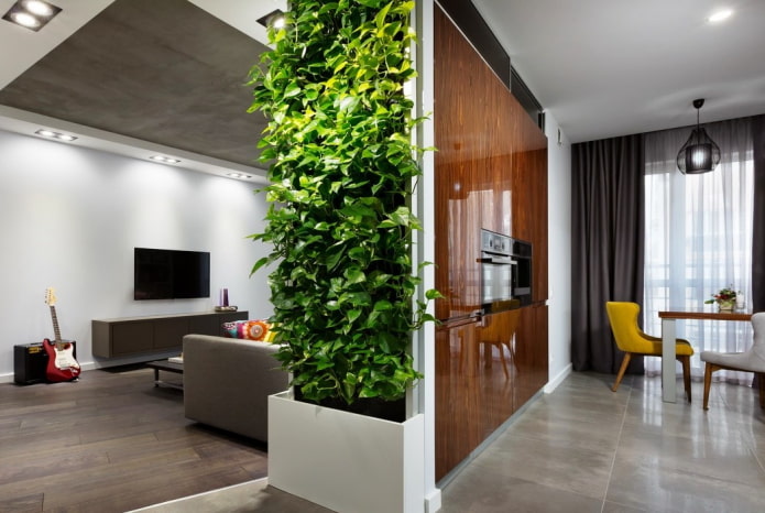 plants as a partition in the interior of the kitchen-living room plants as a partition in the interior of the kitchen-living room