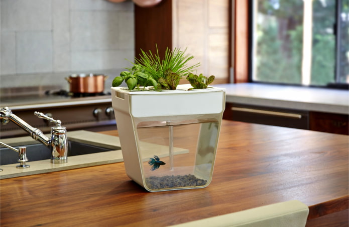 aquarium design aquarium design