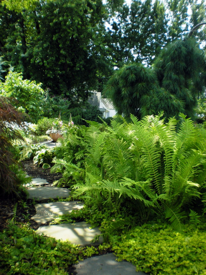 Fern in the garden