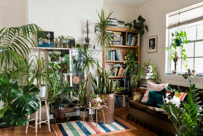 Abundance of indoor plants