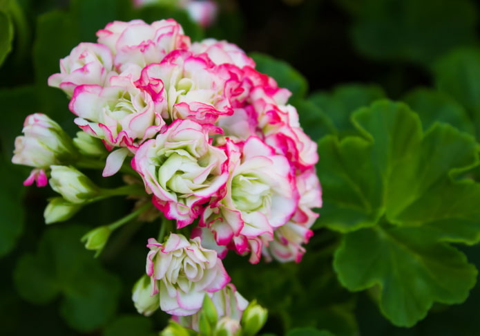 White pelargonium with pink edging
