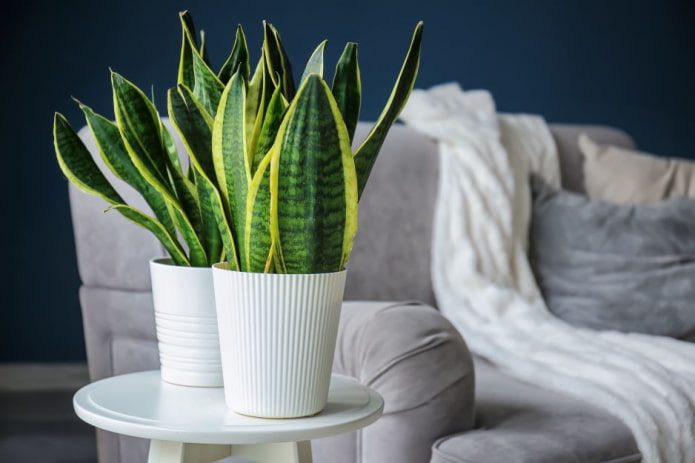 Sansevieria flower