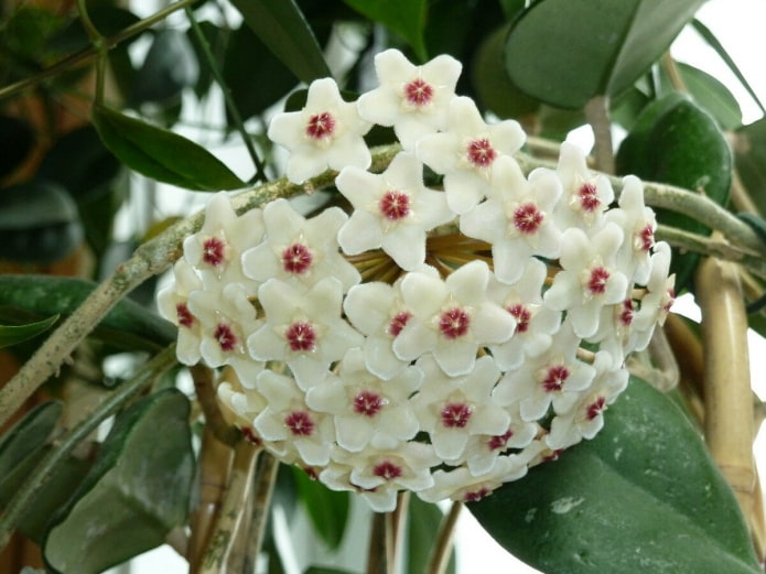 Hoya bloom
