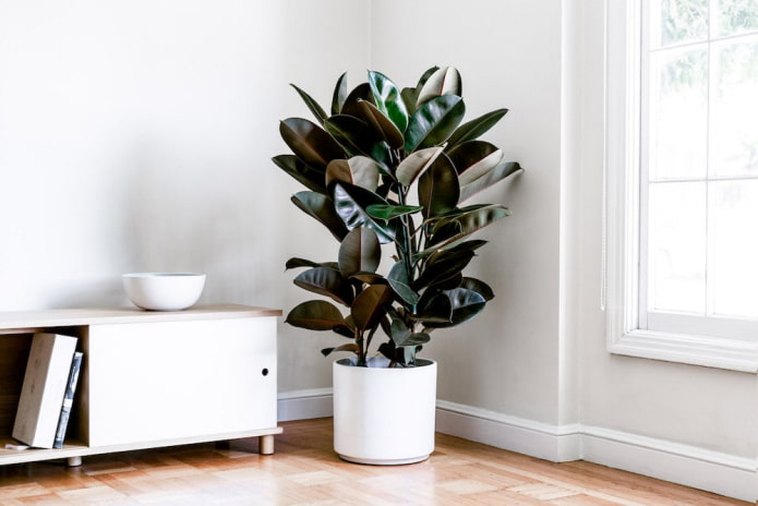 Ficus rubbery in a white flowerpot