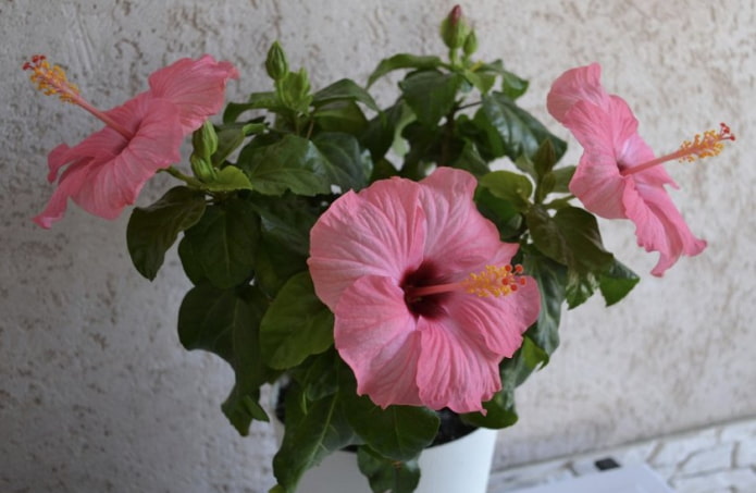 Pink hibiscus