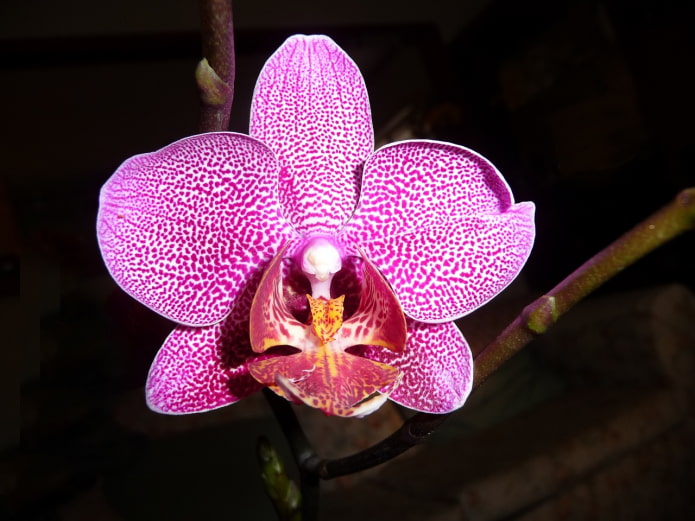 Phalaenopsis flower