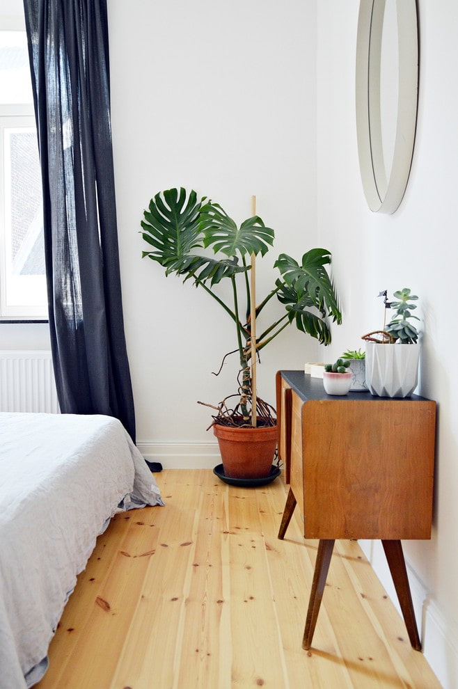 Monstera in the bedroom Monstera in the bedroom