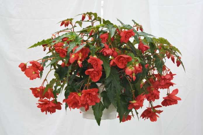 Begonia ampelous Begonia ampelous