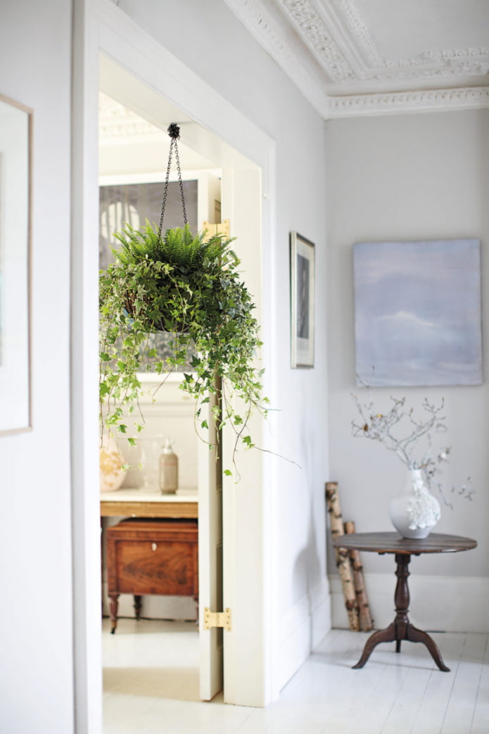 Common ivy in the interior Common ivy in the interior