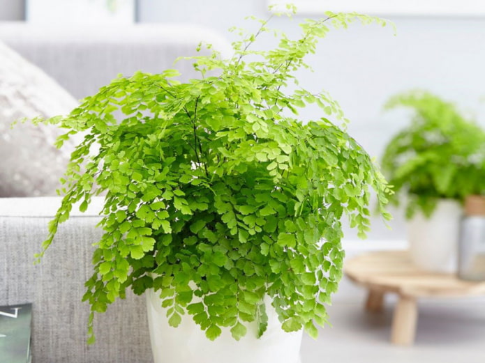 Maidenhair Maidenhair