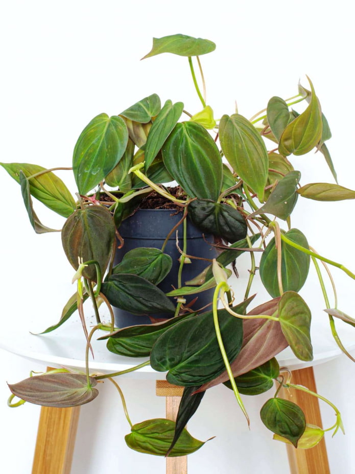 Philodendron Philodendron