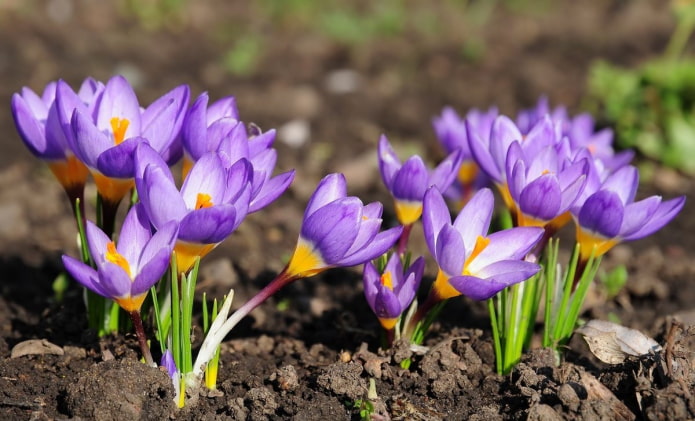 Crocuses for giving Crocuses for giving