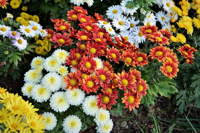 Chrysanthemum Chrysanthemum