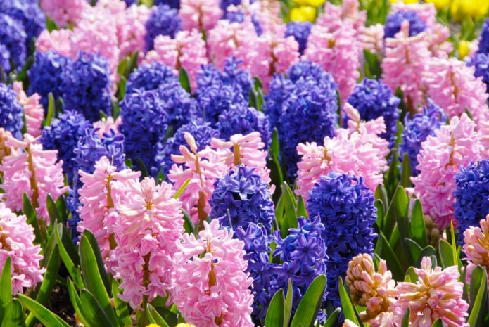 Hyacinth Hyacinth