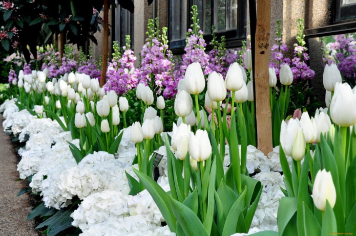 White tulips White tulips