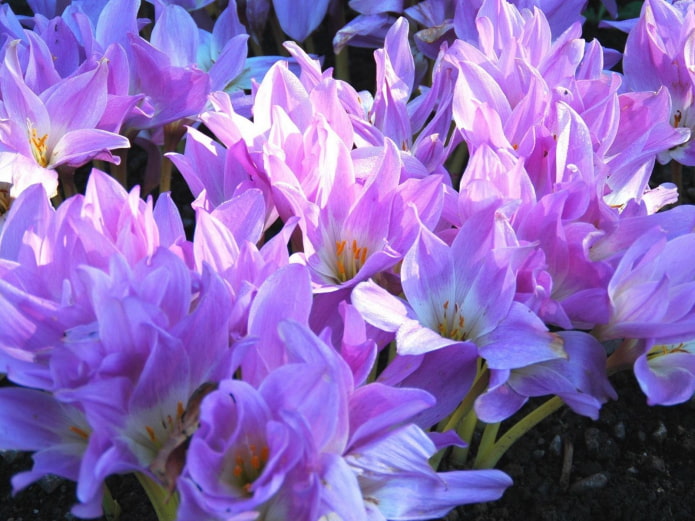 Colchicum Colchicum
