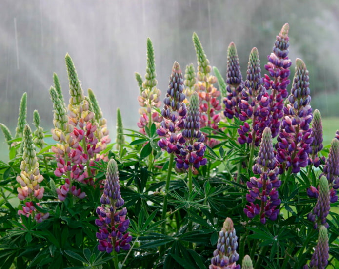 Perennial lupine Perennial lupine