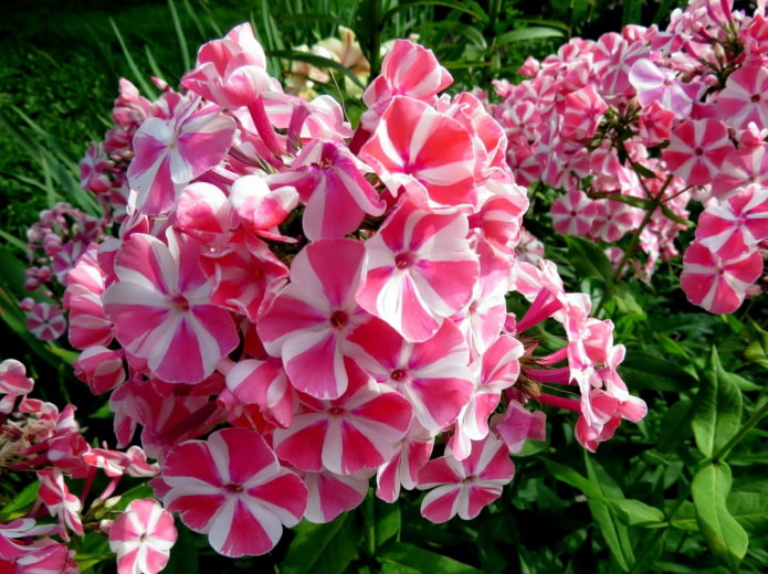 Phlox Phlox