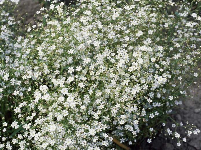 Gypsophila Gypsophila