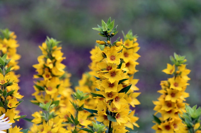 Loosestrife Loosestrife