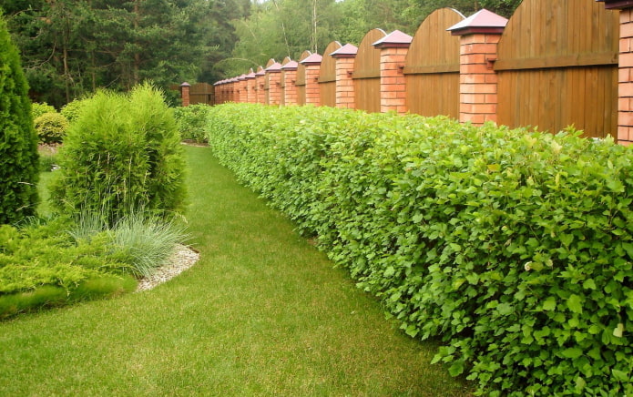 bushes along the fence