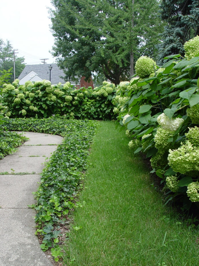 white hydrangea on the site