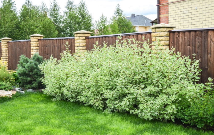 bushes along the fence