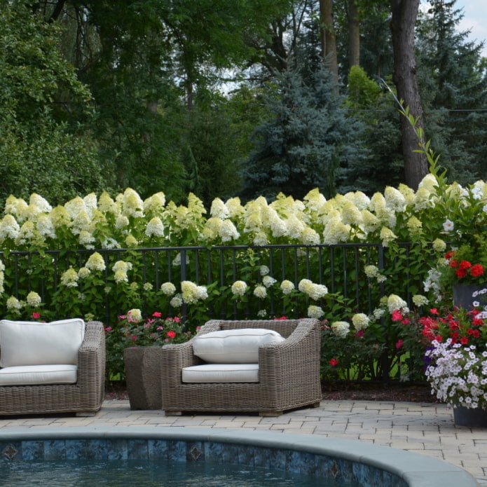 white flowers on the site