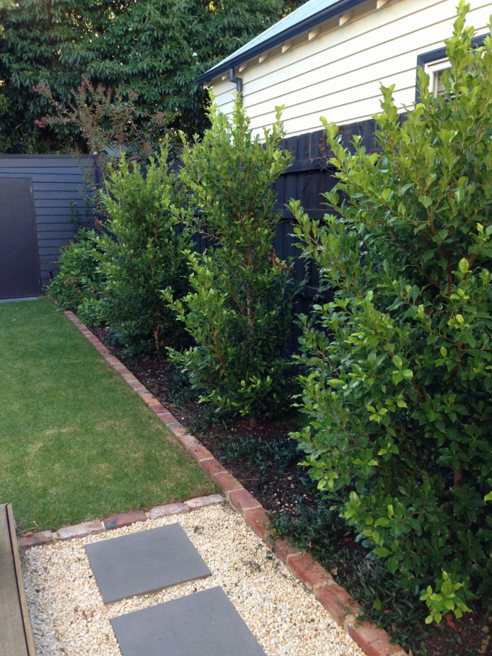 low trees for the garden