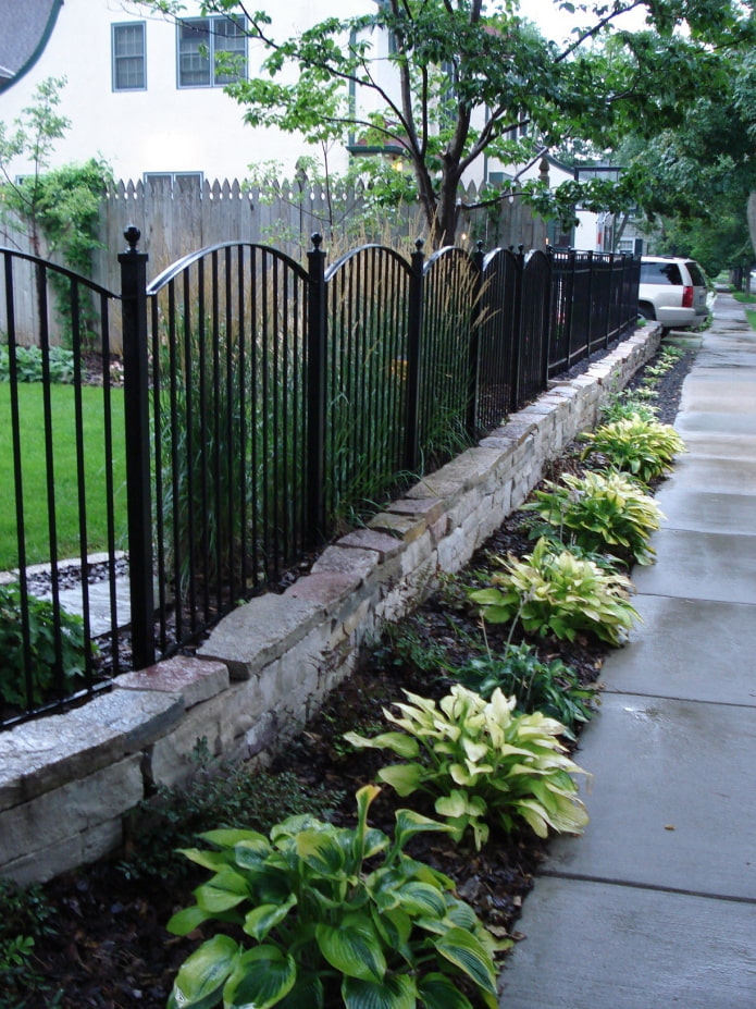 low bushes near a wrought-iron fence