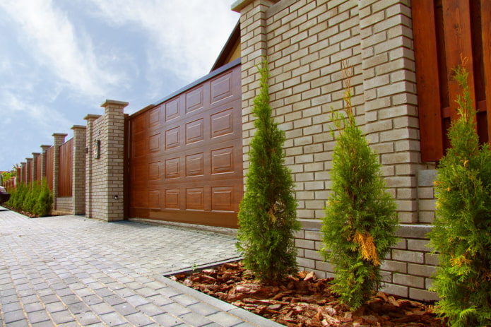 thuja outside the house