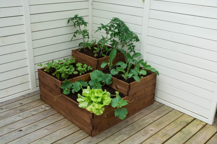 seedlings in a flowerbed on the terrace