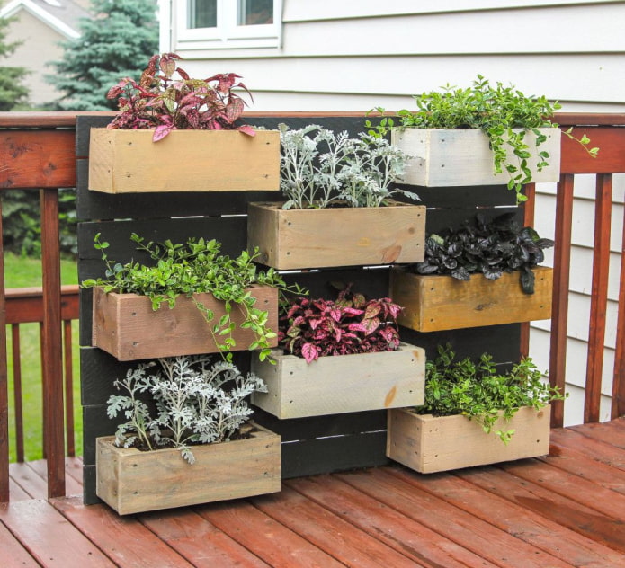 Ornamental plants in boxes Ornamental plants in boxes