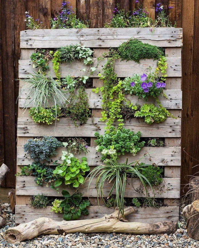 A flower bed from a pallet A flower bed from a pallet