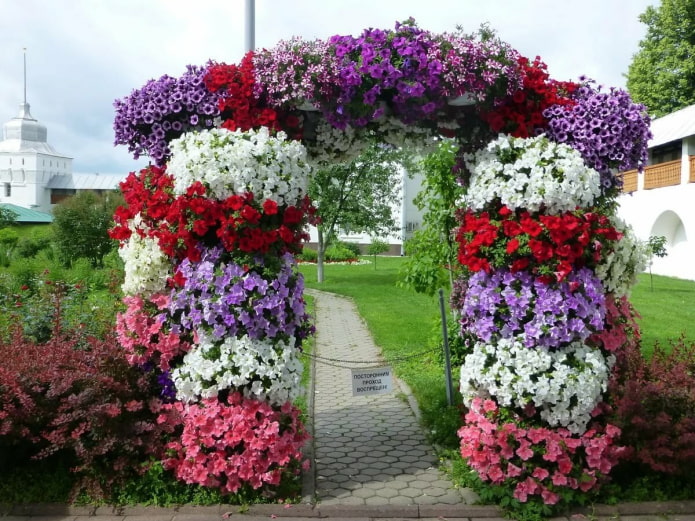 Arch of petunias Arch of petunias