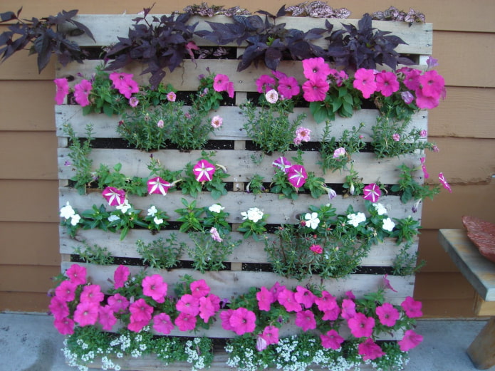 vertical wooden flower bed for petunias vertical wooden flower bed for petunias