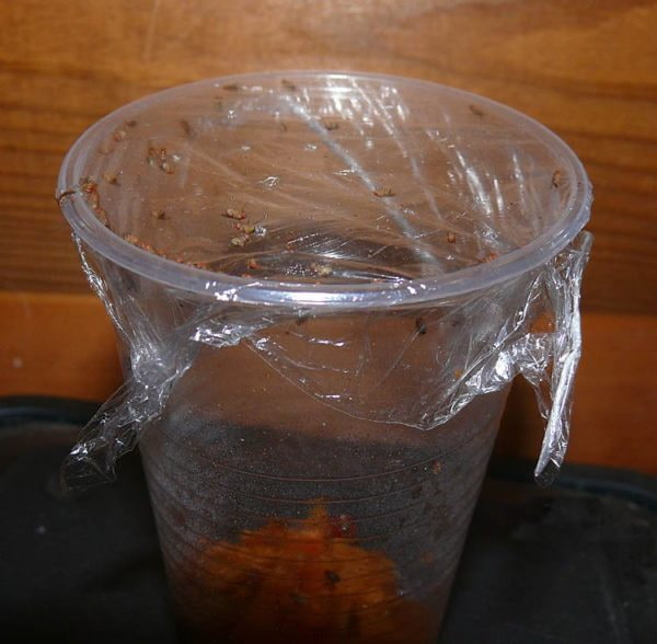 simple midge trap