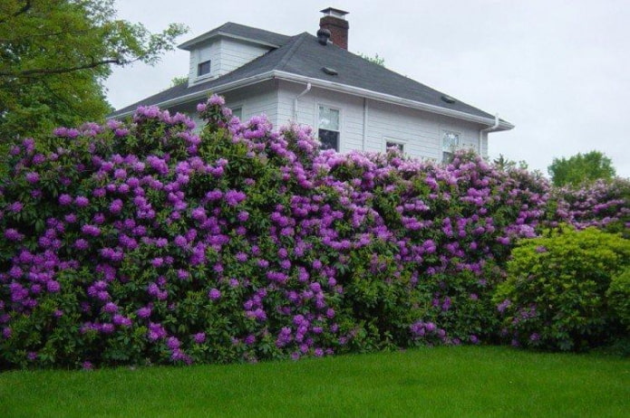 Lilac hedge