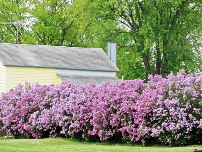 Lilac hedge