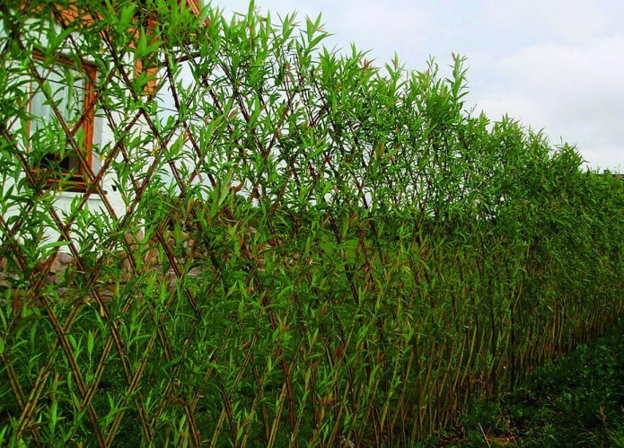 Willow hedge
