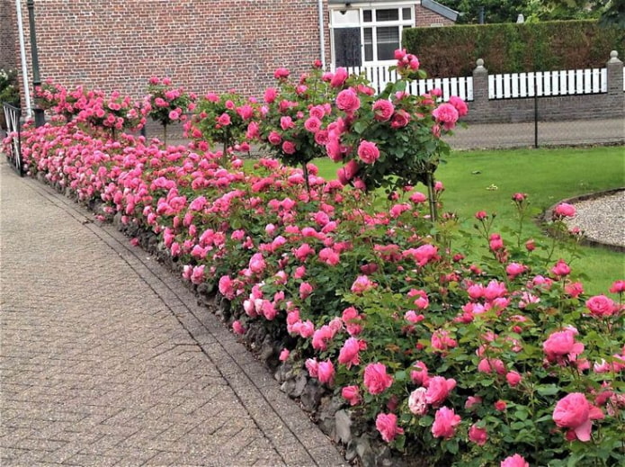 Rose border along the path