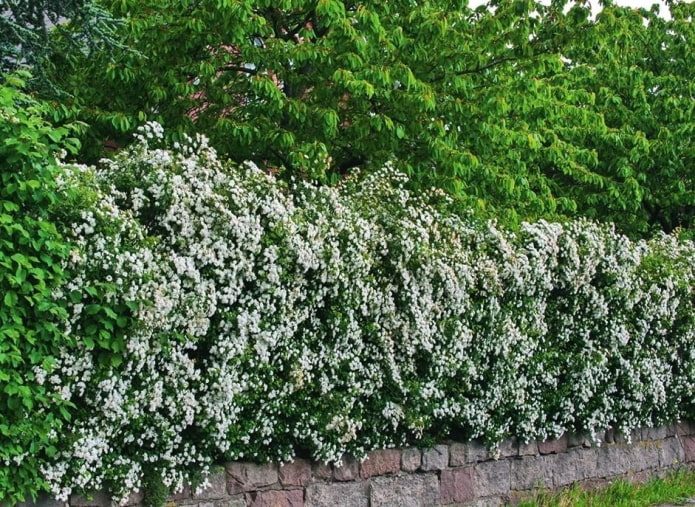 Blood red hawthorn hedge during flowering