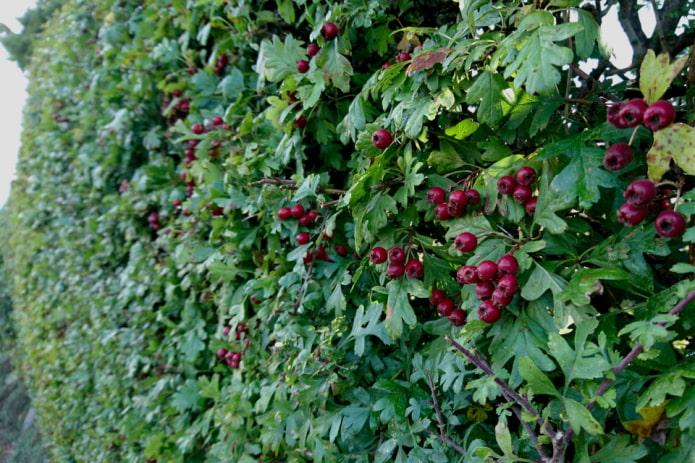 Blood red hawthorn fence