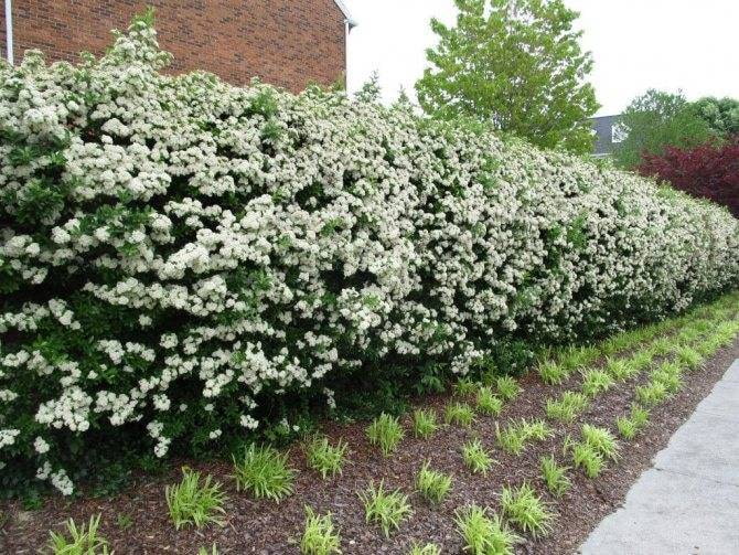 Chubushnik hedge