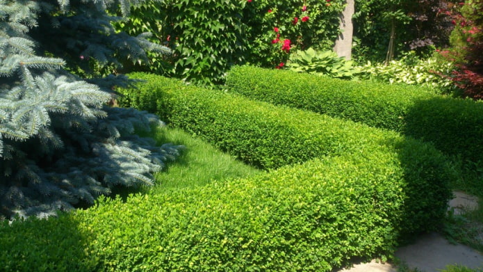 Boxwood hedge